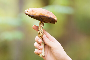 Image showing close up of female hand with mushroom in forest