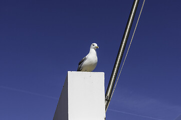 Image showing lagos, Algarve, Portugal