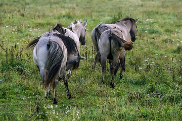 Image showing Wild horses grazing in the meadow on foggy summer morning.