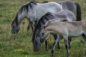 Image showing Wild horses grazing in the meadow on foggy summer morning.