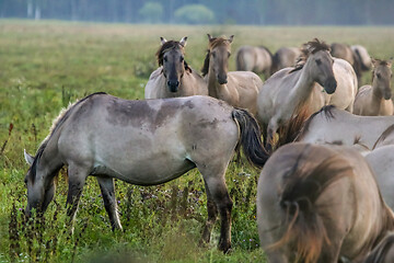 Image showing Wild horses grazing in the meadow on foggy summer morning.