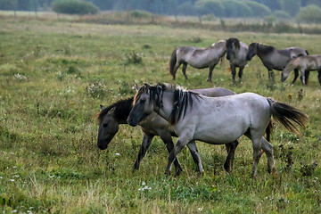 Image showing Wild horses grazing in the meadow on foggy summer morning.