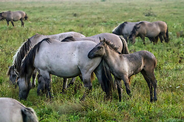 Image showing Wild horses grazing in the meadow on foggy summer morning.