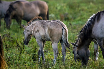 Image showing Wild horses grazing in the meadow on foggy summer morning.