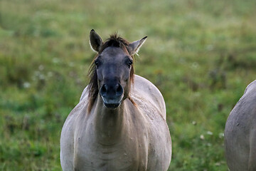 Image showing Portrait of horse grazing in the meadow on foggy summer morning.