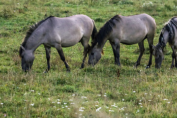 Image showing Wild horses grazing in the meadow on foggy summer morning.