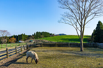 Image showing Takachiho Farm