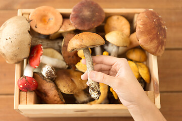 Image showing hand holding boletus over box of edible mushrooms