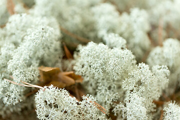 Image showing close up of reindeer lichen moss