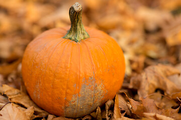 Image showing pumpkin on foliage at autumn park