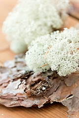 Image showing close up of reindeer lichen moss on pine tree bark