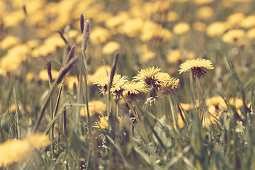 Image showing Dandelion springtime meadow retro color