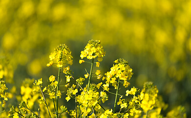 Image showing Yellow rape field in spring