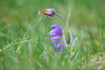 Image showing blooming and faded blossom of purple pasque-flower