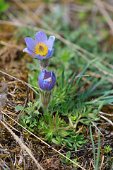 Image showing blooming and faded blossom of purple pasque-flower