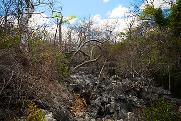 Image showing dry rocky forest reserve in Ankarana, Madagascar wilderness