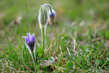 Image showing blooming and faded blossom of purple pasque-flower