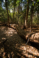 Image showing dry forest reserve in Ankarana, Madagascar wilderness