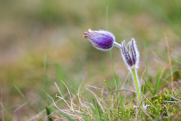 Image showing blooming and faded blossom of purple pasque-flower