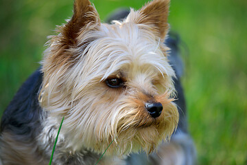 Image showing Cute small yorkshire terrier