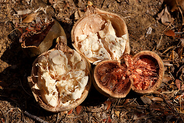 Image showing Broken baobab tree fruit and seeds, Madagascar