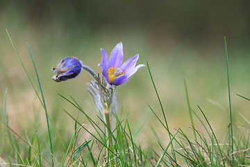 Image showing blooming and faded blossom of purple pasque-flower