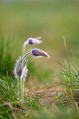 Image showing blooming and faded blossom of purple pasque-flower