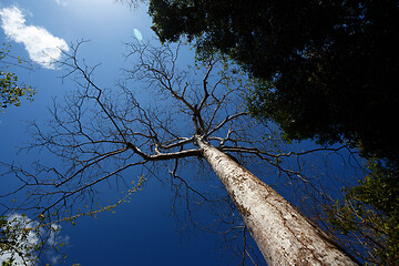 Image showing trees in Ankarana National Park, Madagascar wilderness