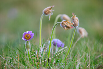 Image showing blooming and faded blossom of purple pasque-flower