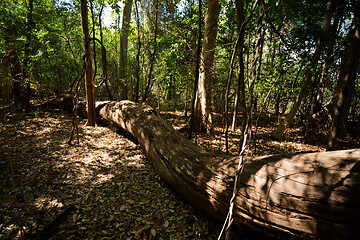 Image showing dry forest reserve in Ankarana, Madagascar wilderness