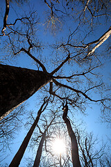 Image showing Baobab trees in Ankarana National Park, Madagascar wilderness