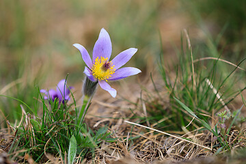 Image showing blooming and faded blossom of purple pasque-flower