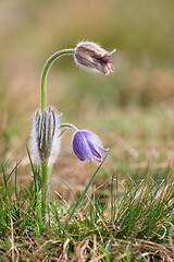 Image showing blooming and faded blossom of purple pasque-flower