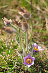 Image showing blooming and faded blossom of purple pasque-flower