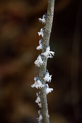 Image showing Flatid planthopper nymph, Madagascar wildlife