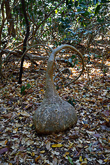 Image showing Pachypodium ) tree with special shapes, Madagascar