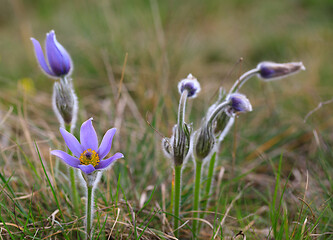 Image showing blooming and faded blossom of purple pasque-flower