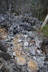 Image showing dry rocky forest reserve in Ankarana, Madagascar wilderness