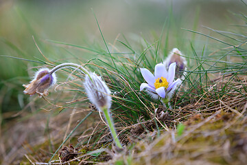 Image showing blooming and faded blossom of purple pasque-flower