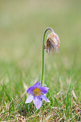 Image showing blooming and faded blossom of purple pasque-flower