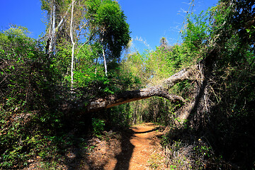 Image showing landscape of dry forest reserve in Ankarana, Madagascar