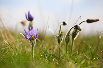 Image showing blooming and faded blossom of purple pasque-flower