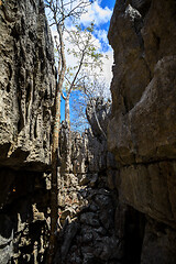 Image showing Tsingy rock formations in Ankarana, Madagascar wilderness