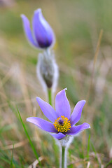 Image showing blooming and faded blossom of purple pasque-flower