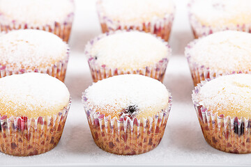 Image showing fresh homemade Muffin on white background