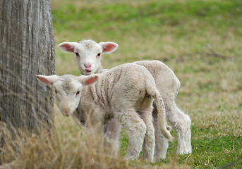 Image showing two cute lambs