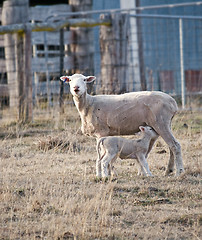 Image showing young lamb getting a drink