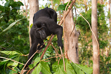 Image showing endemic sulawesi monkey Celebes crested macaque