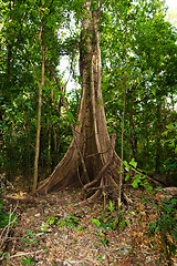 Image showing massive tree is buttressed by roots Tangkoko Park