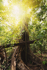 Image showing jungle in Tangkoko National Park, Indonesia